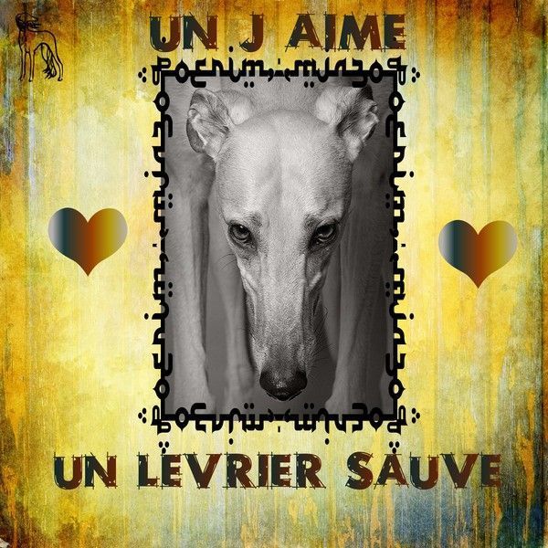 lévrier