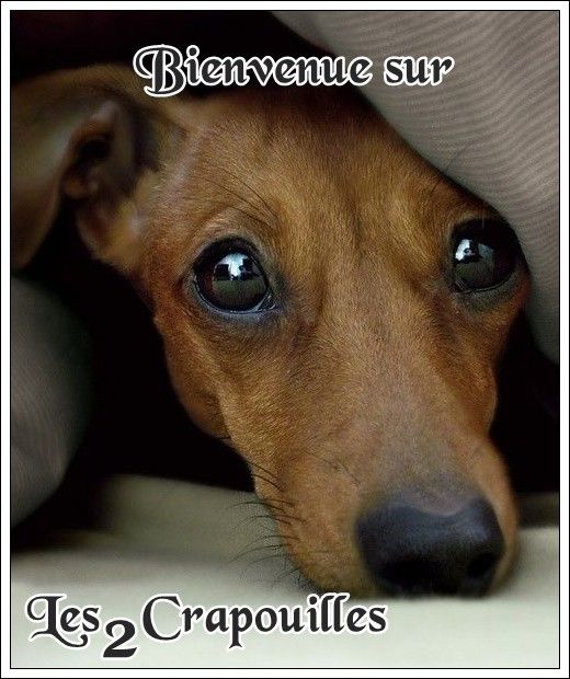 bienvenue sur Lesdeuxcrapouilles